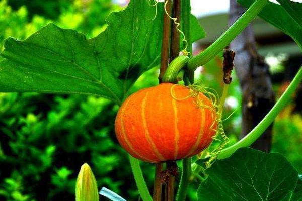 南瓜圖片大全 南瓜簡(jiǎn)介