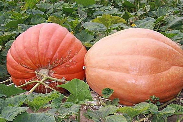 南瓜圖片大全 南瓜簡(jiǎn)介