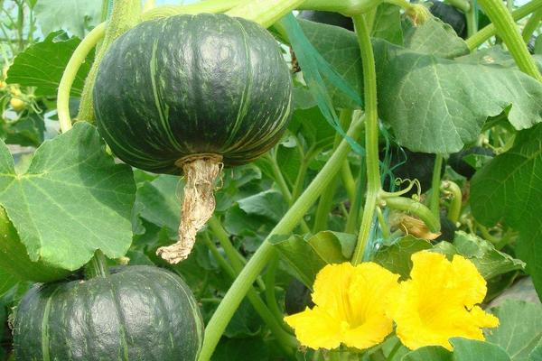 南瓜圖片大全 南瓜簡(jiǎn)介