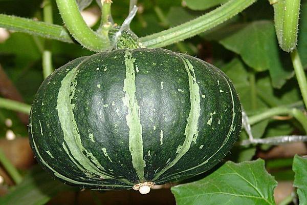 南瓜圖片大全 南瓜簡(jiǎn)介