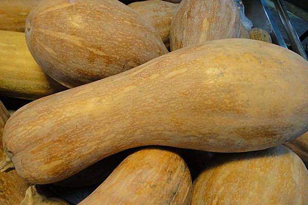 南瓜圖片大全 南瓜簡(jiǎn)介