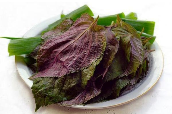 蘇葉和紫蘇葉一樣嗎