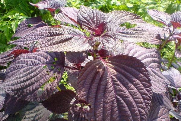 羅勒是紫蘇嗎 紫蘇長什么樣