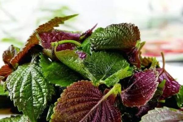 紫蘇葉孕婦可以吃嗎