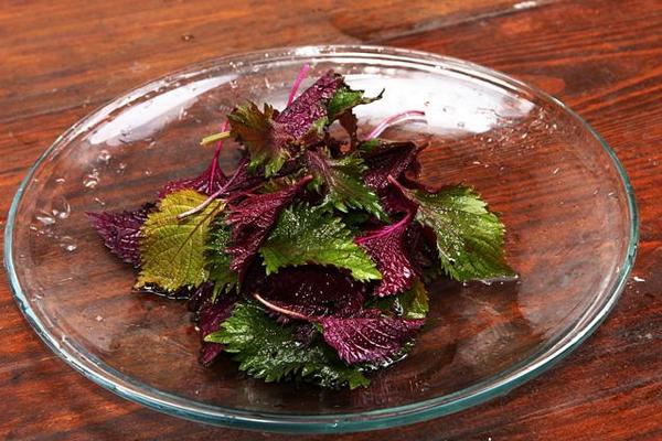 紫蘇葉孕婦可以吃嗎