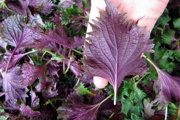 紫蘇怎么吃 紫蘇葉怎么吃