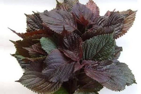 紫蘇怎么吃 紫蘇葉怎么吃