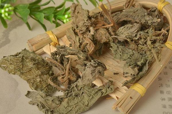 紫蘇怎么吃 紫蘇葉怎么吃