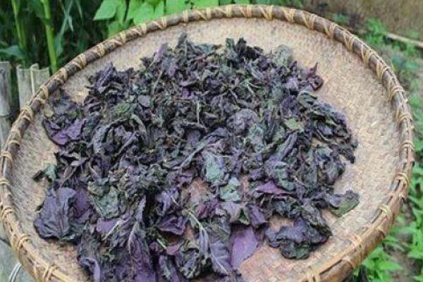 紫蘇怎么吃 紫蘇葉怎么吃