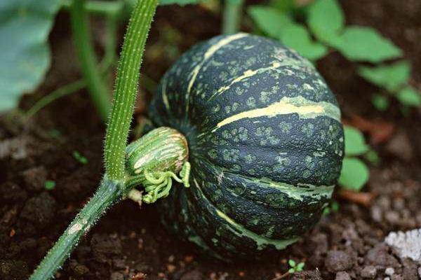 南瓜是涼性還是熱性食物 南瓜容易消化嗎