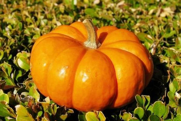 南瓜為什么叫南瓜