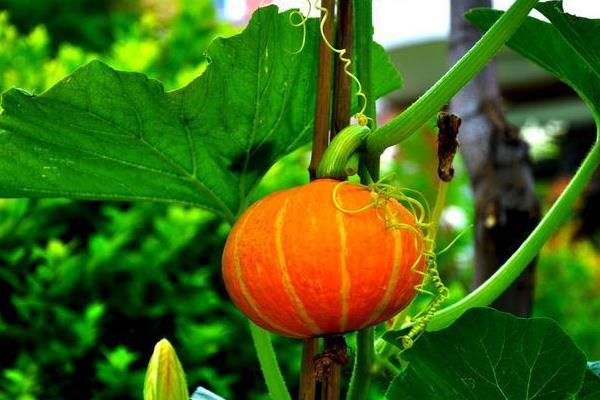 南瓜為什么叫南瓜