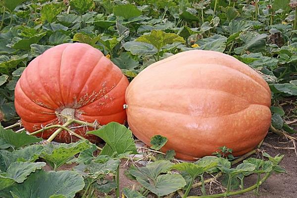 南瓜為什么叫南瓜