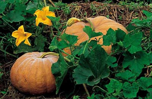 南瓜有哪些種類(lèi) 南瓜品種大全