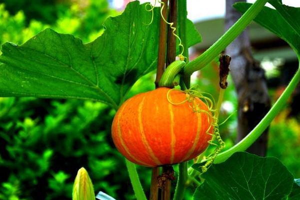 孕婦可以吃南瓜嗎 南瓜相克的食物有哪些