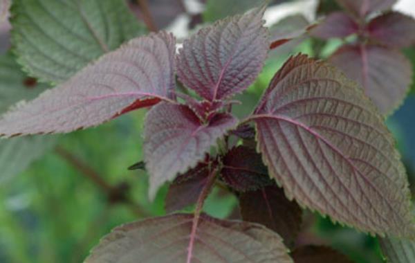 紫蘇圖片大全 紫蘇簡介