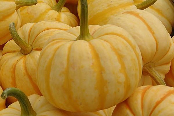 南瓜可以生吃嗎