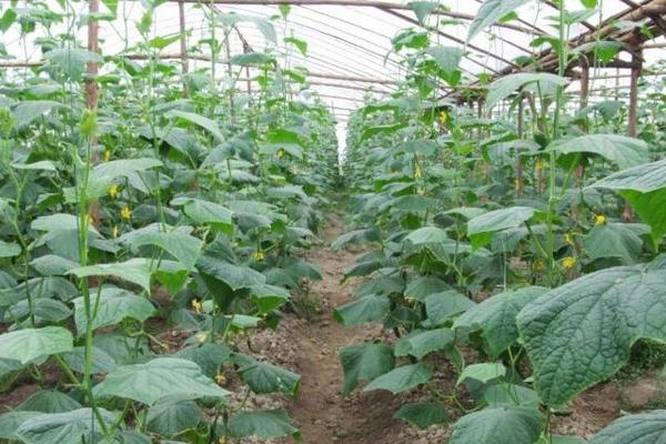 南瓜什么時(shí)候種植 南瓜科學(xué)種植技術(shù)