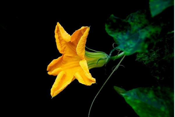 南瓜花的功效與作用及禁忌