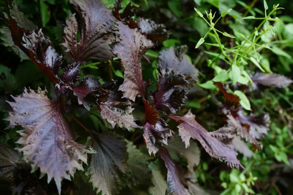 紫蘇功效與作用及禁忌 紫蘇的營養價值