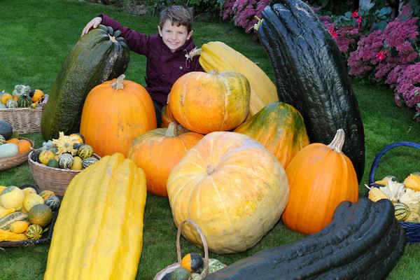 巨型南瓜種植技術(shù) 巨型南瓜種子價(jià)格