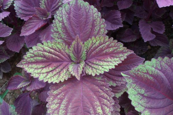 紫蘇葉的吃法 紫蘇葉泡水喝的功效