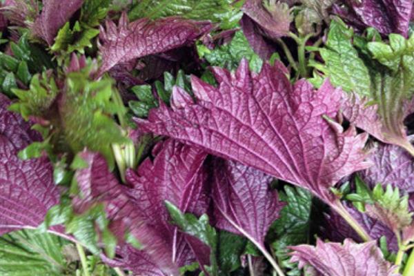 紫蘇葉的吃法 紫蘇葉泡水喝的功效