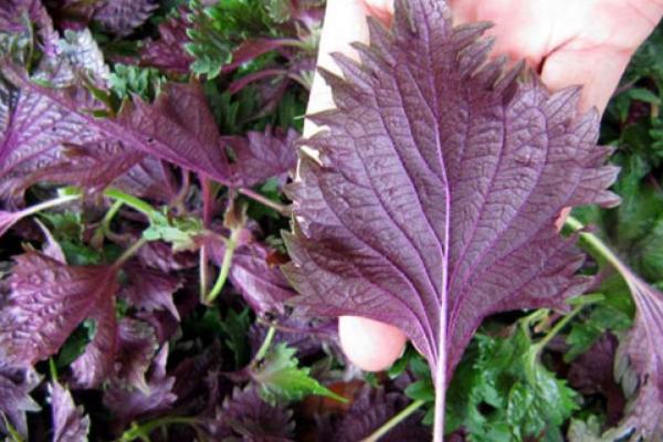 紫蘇葉的吃法 紫蘇葉泡水喝的功效