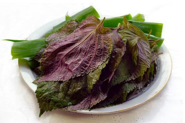 紫蘇葉的吃法 紫蘇葉泡水喝的功效