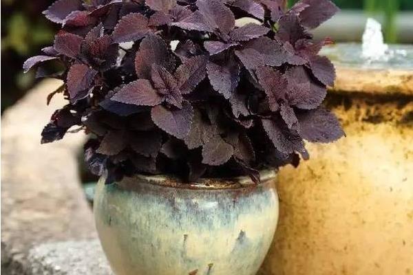 紫蘇盆栽技術 紫蘇種子怎么種