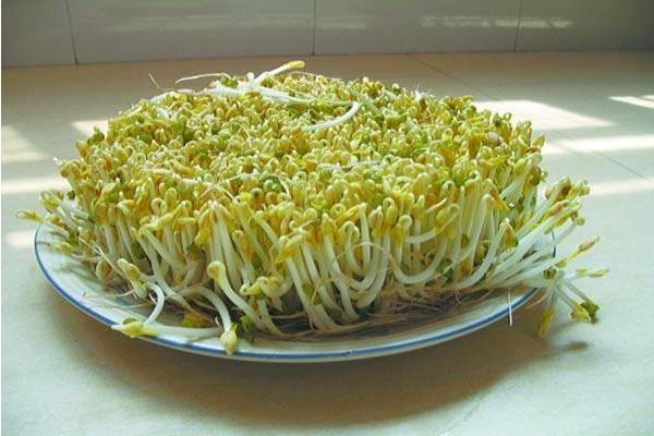 綠豆芽生長需要陽光嗎