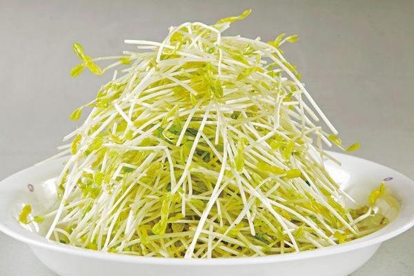 綠豆芽市場(chǎng)價(jià)格多少錢(qián)一斤