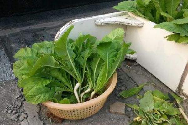 蘿卜菜葉的功效與作用及禁忌 蘿卜菜葉營養價值
