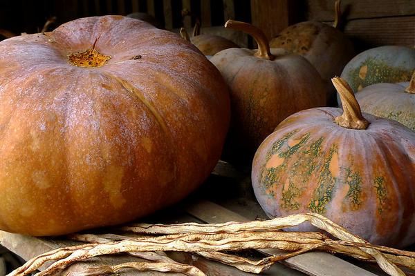 南瓜市場(chǎng)價(jià)格多少錢(qián)一斤