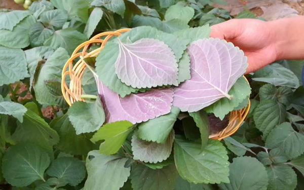 紫蘇葉圖片大全 紫蘇葉是什么