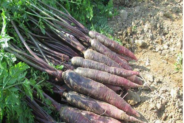 紫蘿卜圖片大全 紫蘿卜簡介