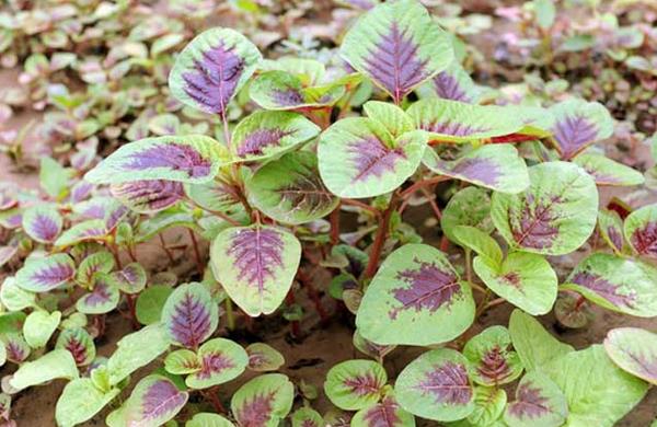 怎樣種莧菜 莧菜種植技術