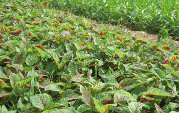 怎樣種莧菜 莧菜種植技術