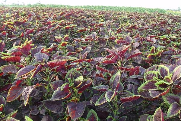 怎樣種莧菜 莧菜種植技術