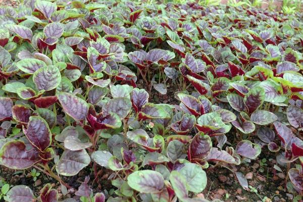 怎樣種莧菜 莧菜種植技術