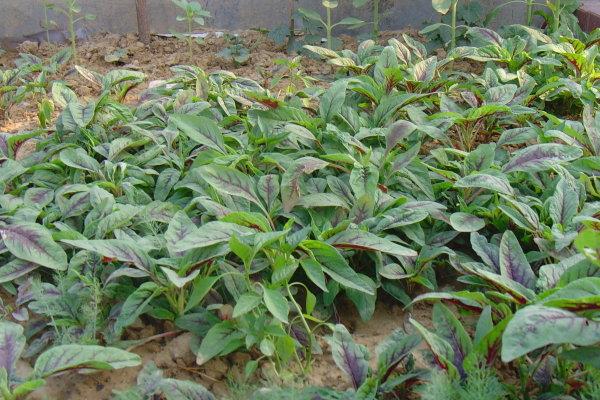 怎樣種莧菜 莧菜種植技術