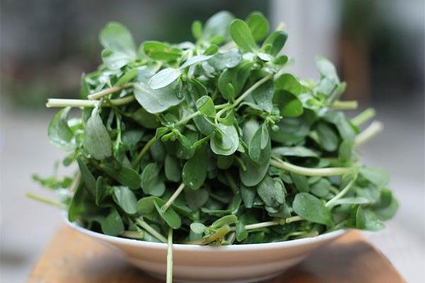 馬莧菜煮水喝的功效與作用