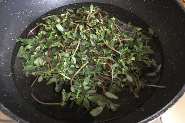 馬莧菜煮水喝的功效與作用