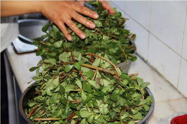 馬莧菜煮水喝的功效與作用