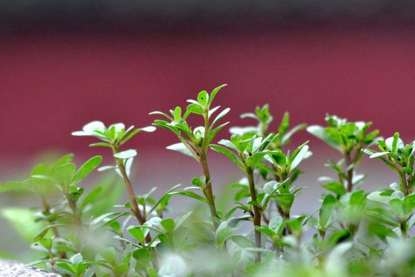 馬莧菜煮水喝的功效與作用