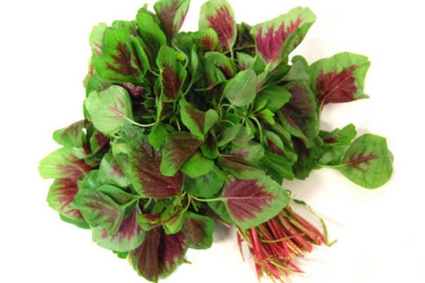 孕婦可以吃紅莧菜嗎 紅莧菜不能和什么一起吃