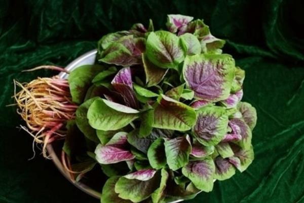 孕婦可以吃紅莧菜嗎 紅莧菜不能和什么一起吃