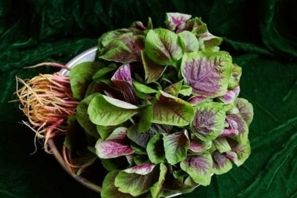 莧菜什么時候上市 莧菜是什么季節的蔬菜