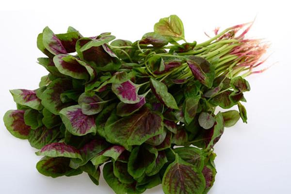 莧菜的根怎么吃 莧菜根能吃嗎