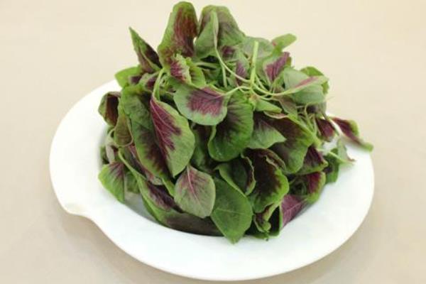 莧菜市場價格多少錢一斤